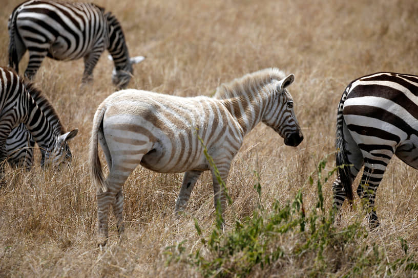 Белая зебра в Национальном заповеднике Масаи-Мара в Кении