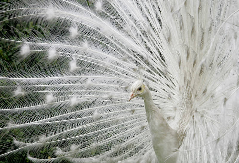 Колумбийский белый павлин в Ботаническом саду в Боготе