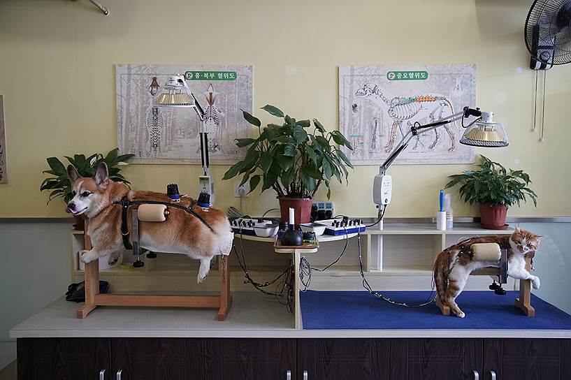 Шанхай, Китай. Лечение животных в центре традиционной китайской медицины 