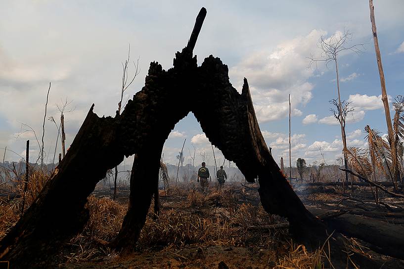 Амазонас, Бразилия. Агенты Бразильского института окружающей среды и возобновляемых природных ресурсов проверяют местность после пожара