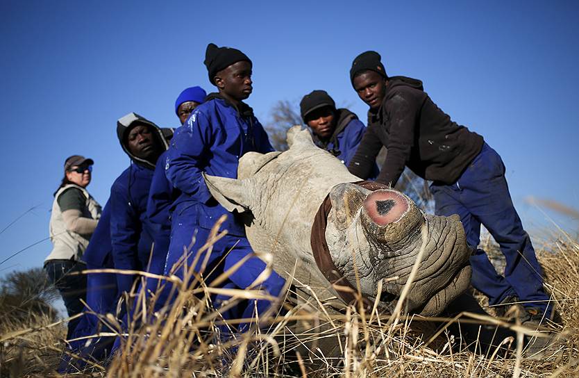 Клерксдорп, ЮАР. Рабочие держат усыпленного транквилизатором носорога
