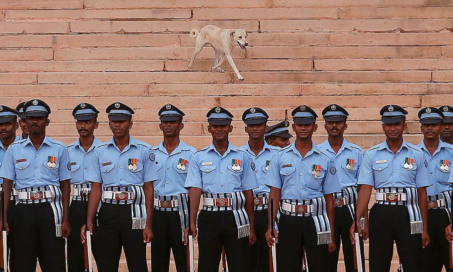 Нью-Дели, Индия. Бегущая по ступенькам собака на фоне стоящих по стойке смирно солдат во время торжественного приема премьер-министра Непала Шера Бадахура Деубы во внутреннем дворе президентского дворца