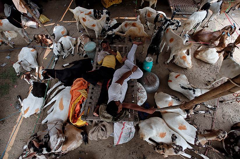 Дели, Индия. Торговцы спят среди коз на скотном рынке 