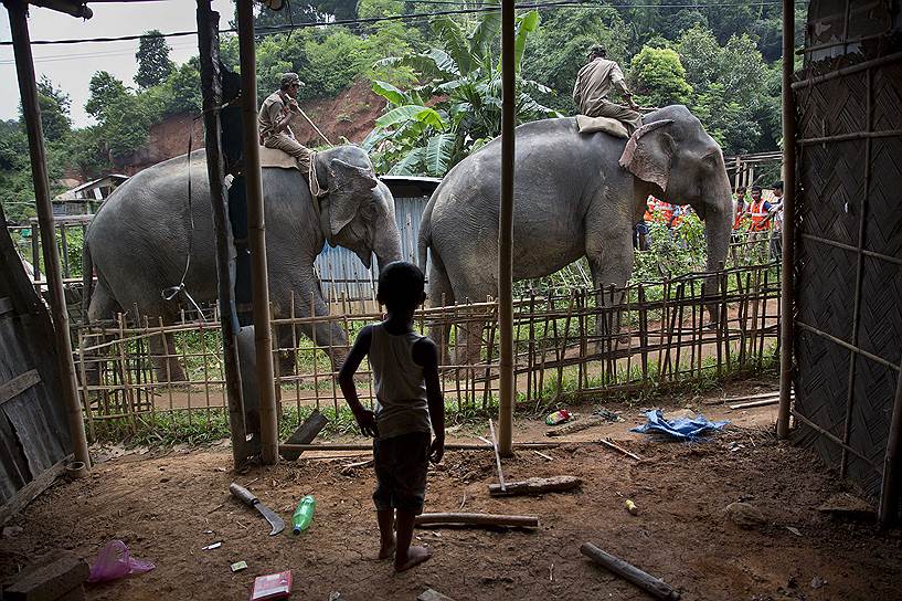 Гувахати, Индия. Мальчик наблюдает за слонами, которые будут участвовать в зачистке заповедника Amchang от незаконных построек