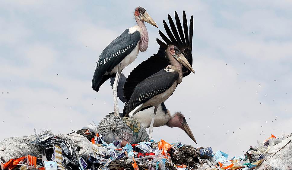 Найроби, Кения. Аисты на свалке перерабатываемого мусора 