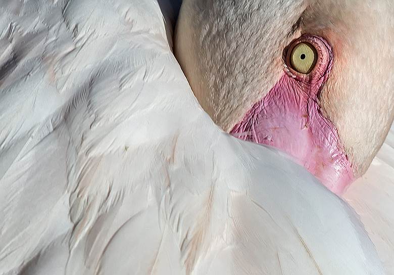 Эрфурт, Германия. Розовый фламинго прячет голову в перья 