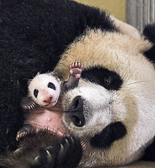 Сент-Эньян, Франция. Панда со своим новорожденным детенышем