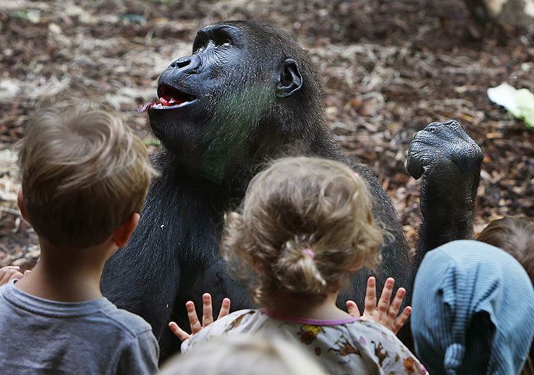 Франкфурт, Германия. Дети смотрят на гориллу в зоопарке