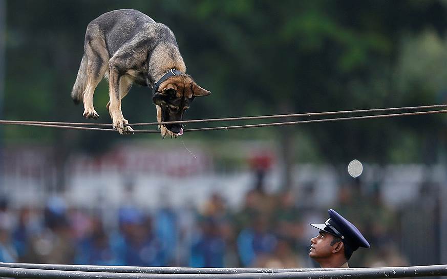 Коломбо, Шри-Ланка. Полицейский с собакой выступает на праздновании 151-й годовщины полиции Шри-Ланки