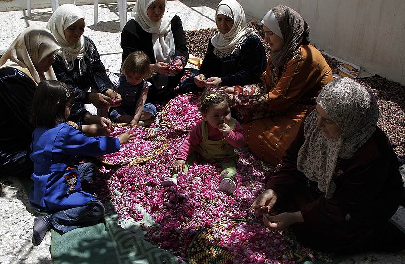 Сирийские женщины в сезон сбора дамасской розы, 2010 год