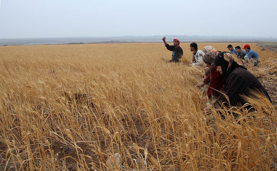 Сирийские фермеры собирают урожай пшеницы, 2009 год 