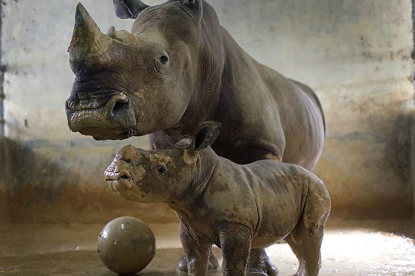 Сингапур. Самка белого носорога и ее шестинедельный детеныш в зоопарке  