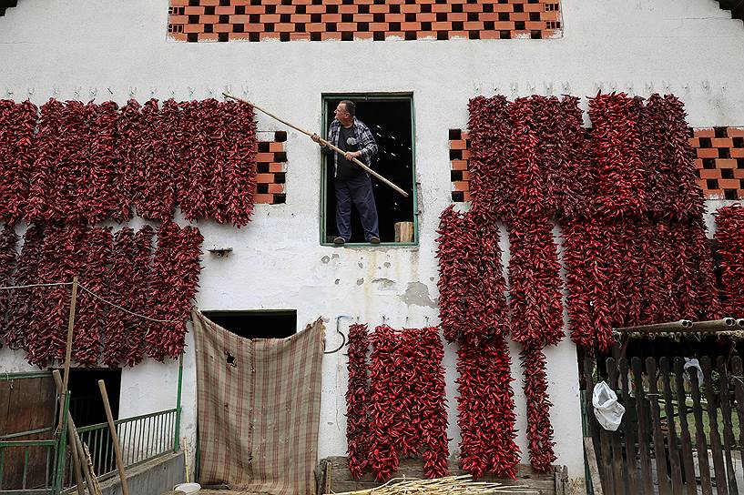 Донья Локошница, Сербия. Мужчина развесил перцы на стене своего дома для просушки