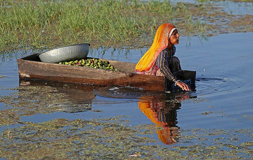 Назирабад, Индия. Женщина собирает водяные каштаны