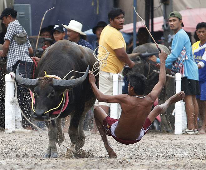 Бангкок, Таиланд. Наездник потерял равновесие во время гонки на буйволах, приуроченных к началу уборки урожая 