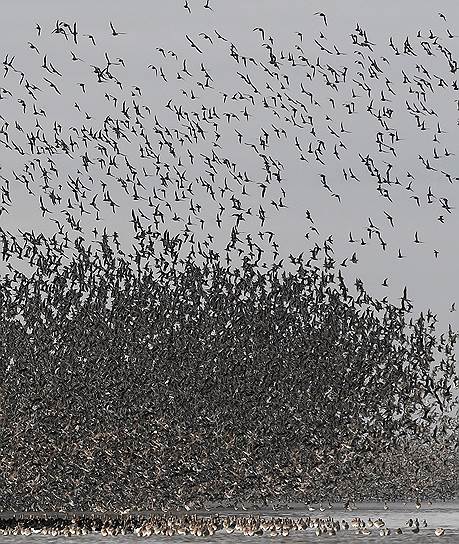 Снеттишам, графство Норфолк (Великобритания). Полет болотных птиц в поисках отмели 