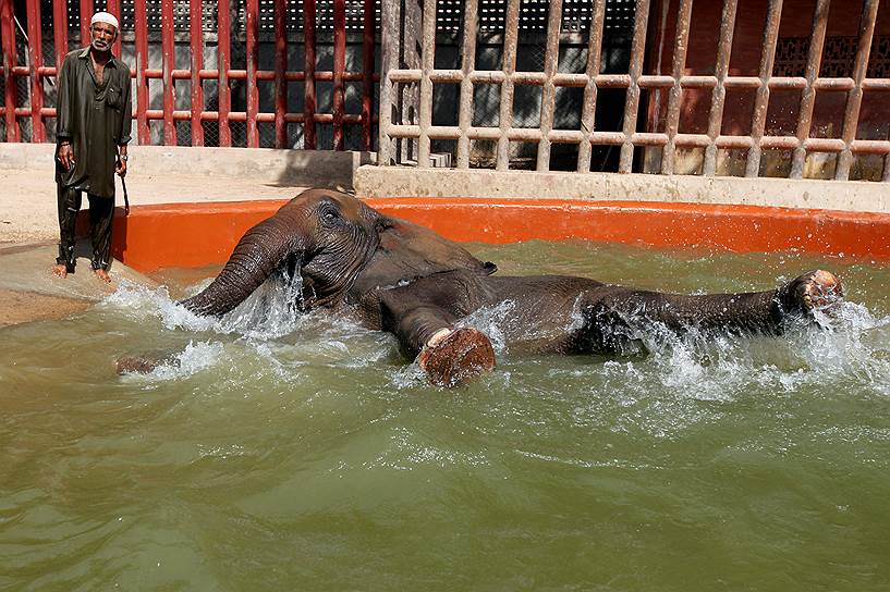 Карачи, Пакистан. Слон в местном зоопарке спасается от жары