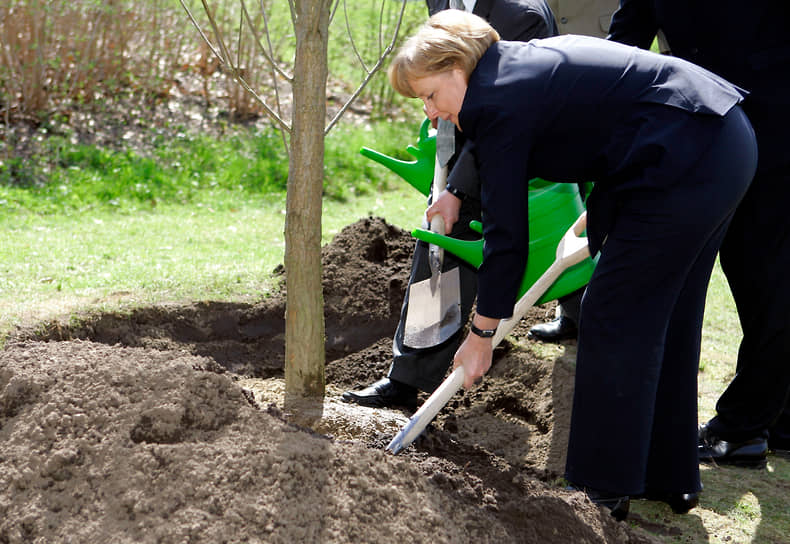 Канцлер Германии Ангела Меркель сажает черный тополь в лесной чаще Грюневальд в апреле 2006 года