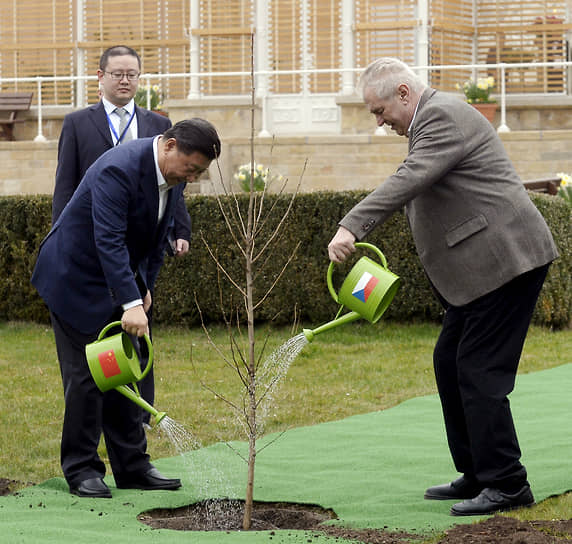 Президент Чехии Милош Земан (справа) и председатель КНР Си Цзиньпин орошают посаженное дерево в Ланском замке в Праге в марте 2016 года 