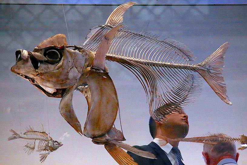 Сидней, Австралия. Посетители Австралийского музея осматривают скелеты рыб&amp;#8195;