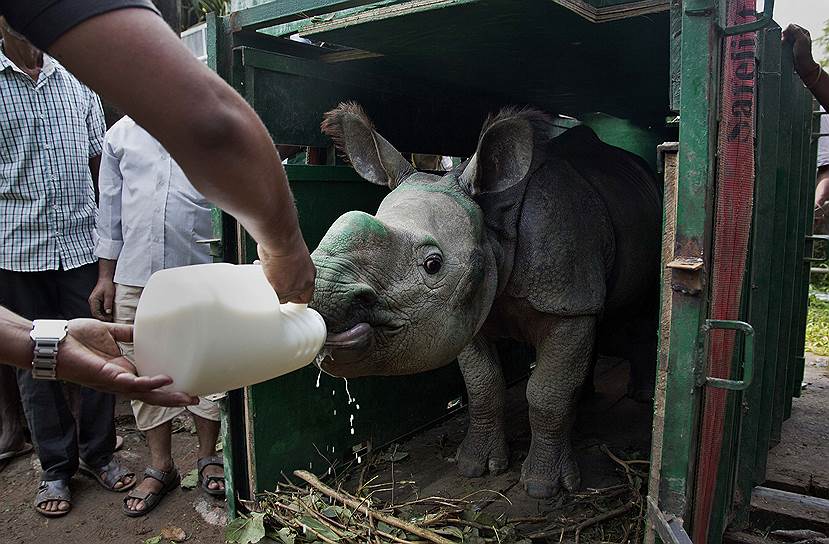 Гувахати, Индия. Ветеринарный врач кормит годовалого носорога в зоопарке