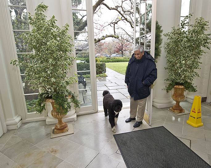 Название «Белый дом» было официально закреплено лишь в 1901 году президентом Теодором Рузвельтом
&lt;br> На фото: Питомец Барака Обамы Бо входит в Пальмовую комнату 
