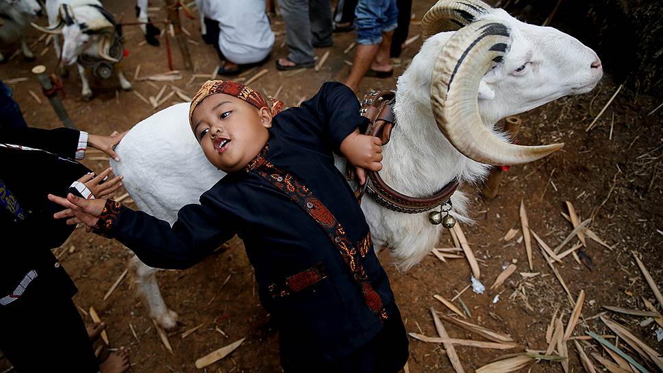 Провинция Западная Ява, Индонезия. Ребенок перед традиционным боем баранов