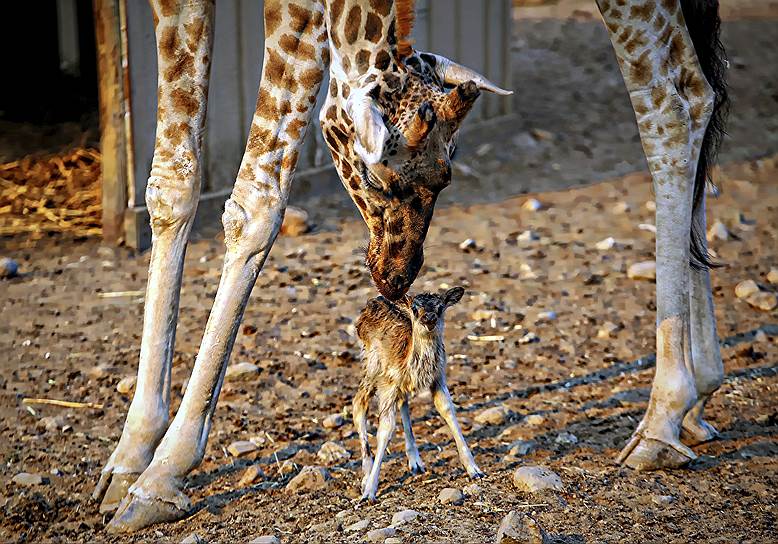 Санта-Роза, Калифорния. Жираф и новорожденный детеныш антилопы