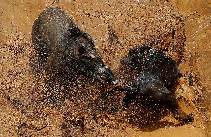 Традиция проводить бои между дикими кабанами и собаками бойцовских пород появилась в западной части индонезийского острова Ява в 1960-х годах