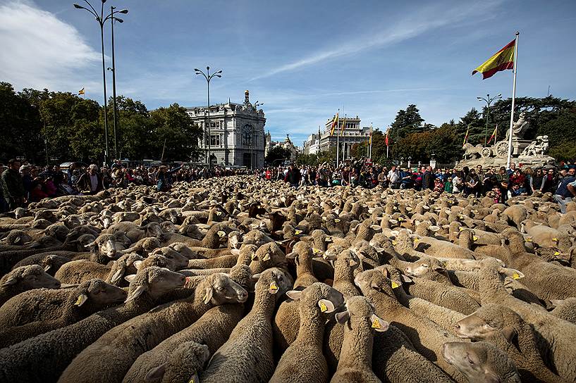 Мадрид, Испания. Овцы породы меринос пасутся около фонтана Сибелес