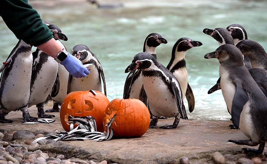 Лондон, Великобритания. Вольер для гумбольдтовских пингвинов украсили тыквами в честь Хеллоуина