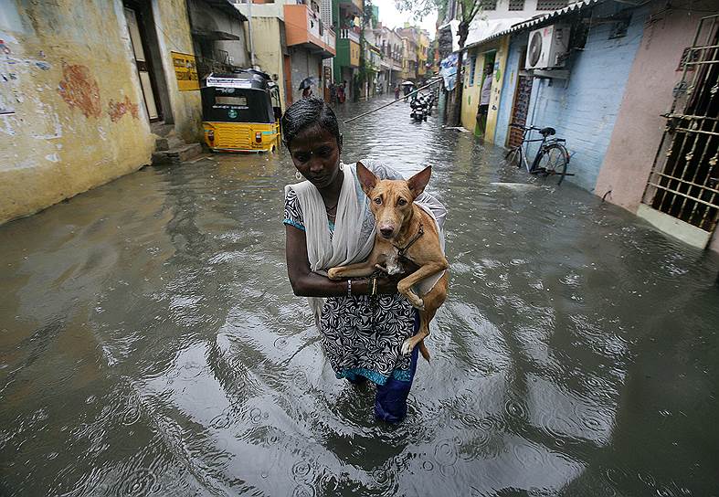 Ченнаи, Индия. Женщина спасает собаку во время наводнения