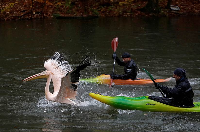 Либерец, Чехия. Сотрудники зоопарка направляют пеликана в его ограждение