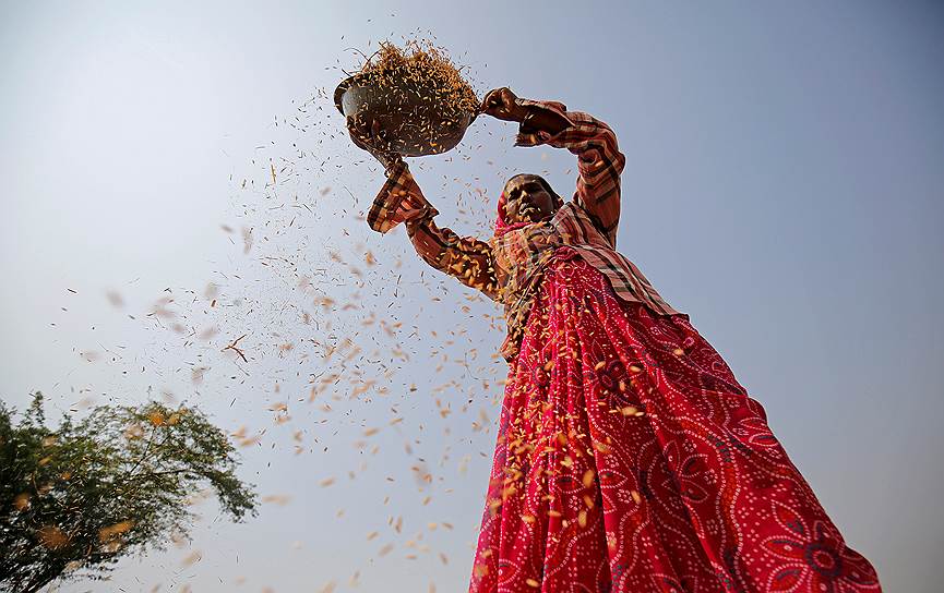 Ахмадабад, Индия. Женщина сеет рис