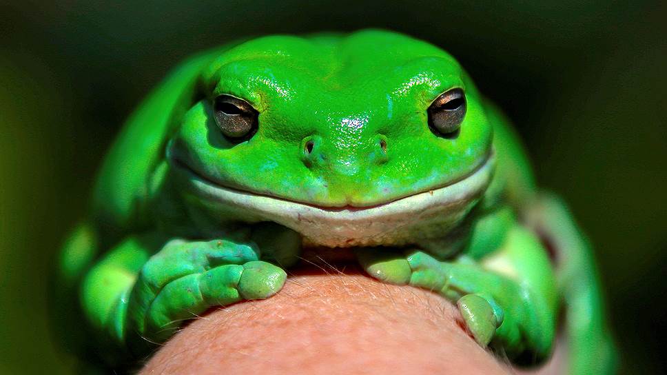 Сидней, Австралия. Австралийская древесная лягушка по имени Годзилла сидит на руке исследователя Кэти Поттер во время презентации приложения FrogID, которое может идентифицировать лягушек по кваканью