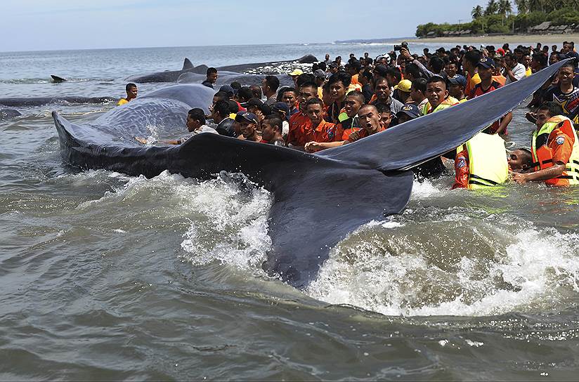 Провинция Ачех, Индонезия. Попытка вытолкнуть обратно в океан выбросившихся на берег китов