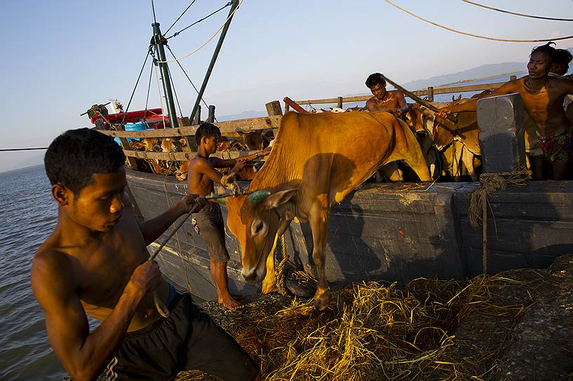 Шах Порир Двип, Бангладеш. Мьянманские беженцы-рохинджа выгружают с судна домашний скот