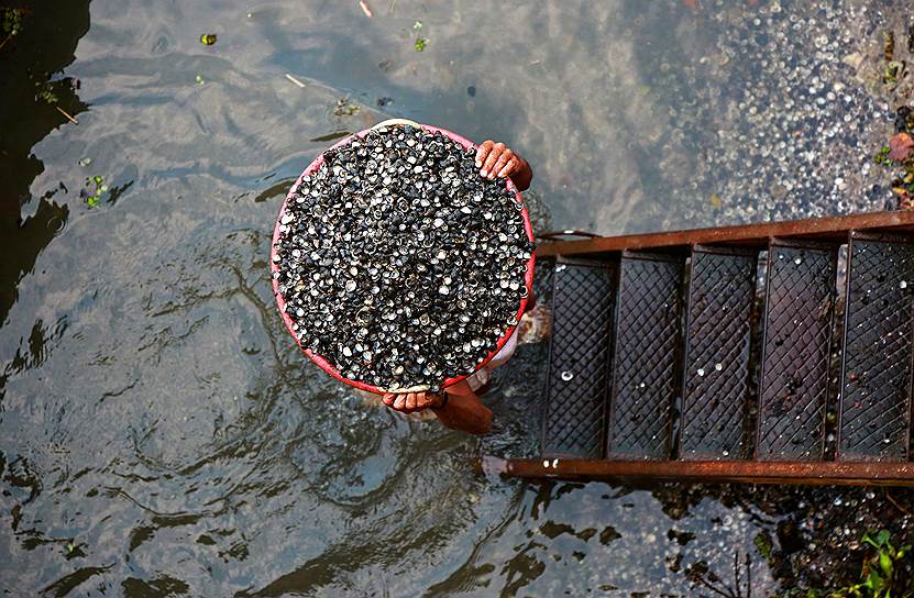 Кочин, Индия. Рабочий добывает моллюсков 
