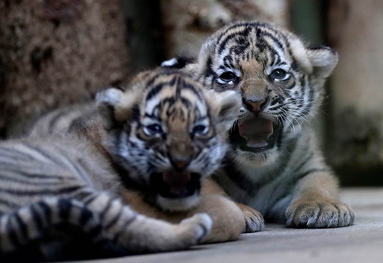 Прага, Чехия. Новорожденные малайские тигрята в зоопарке 