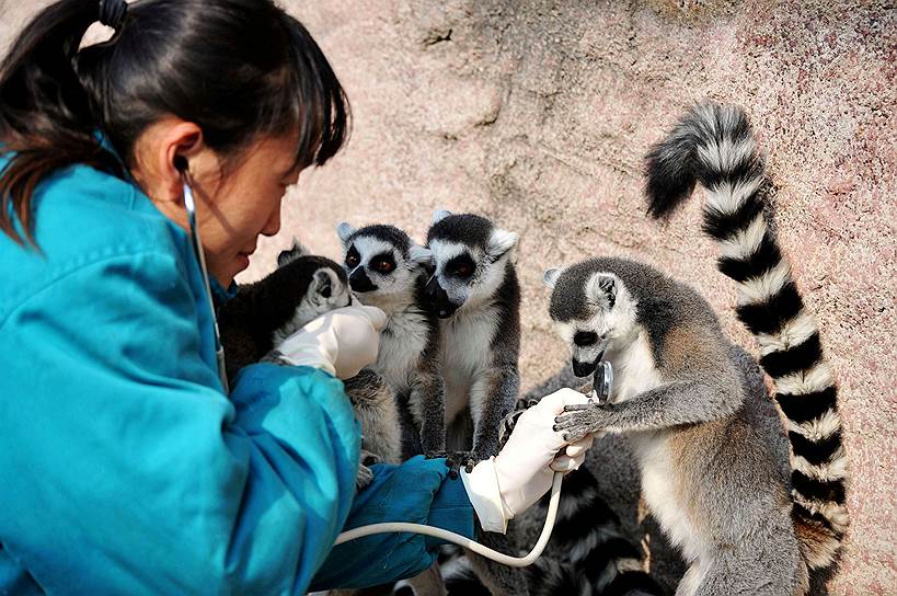 Циндао, Китай. Ветеринар осматривает лемуров в парке дикой природы