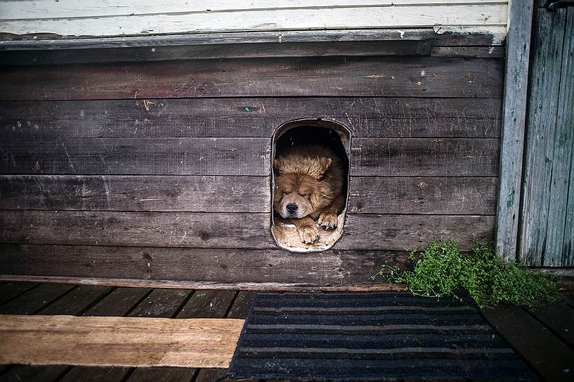 Собака семьи Смирновых в подполе дома