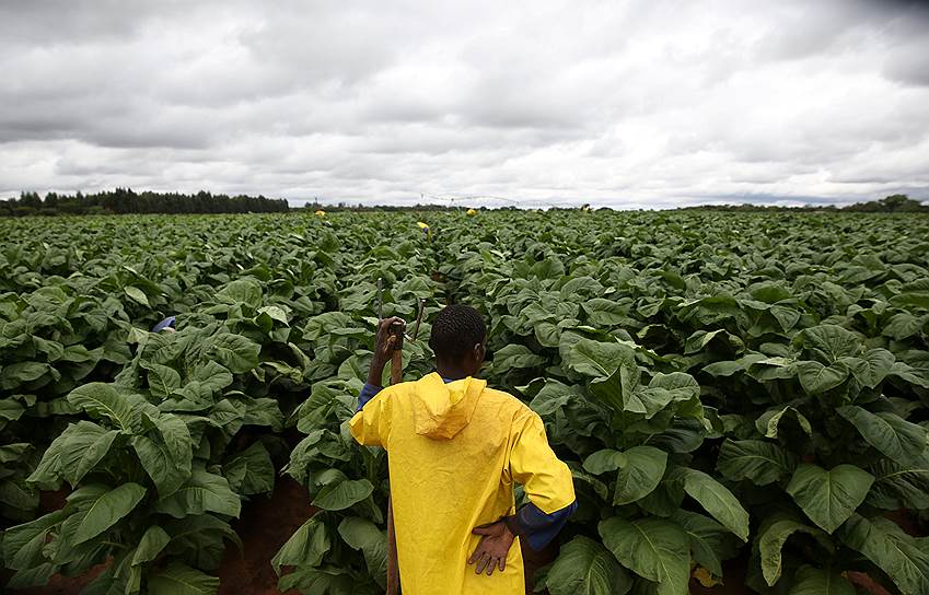 Хараре, Зимбабве. Работник трудится на плантации табака