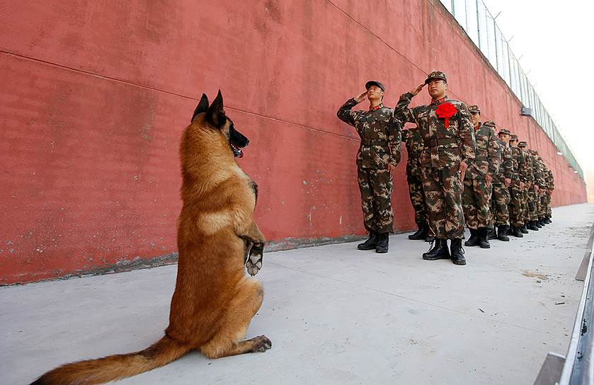 Суцянь, Китай. Собака выполняет команду на церемонии в честь окончания военной службы