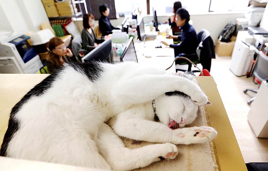 Токио, Япония. Домашняя кошка одной из сотрудниц в офисе компании Ferray Corp