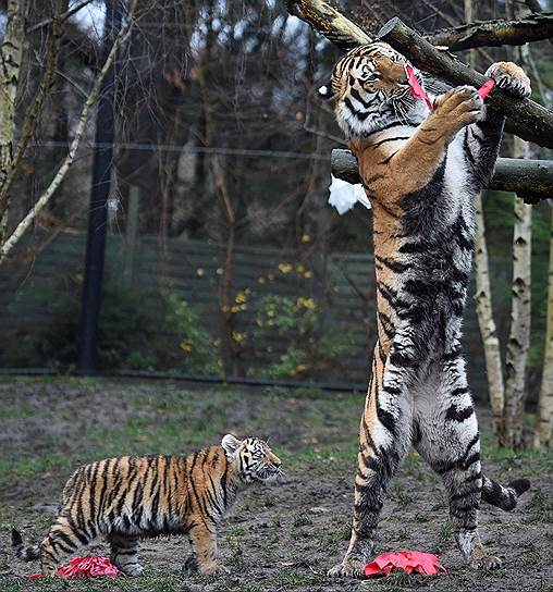 Гамбург, Германия. Тигрица Марушка со своим детенышем открывают рождественский подарок