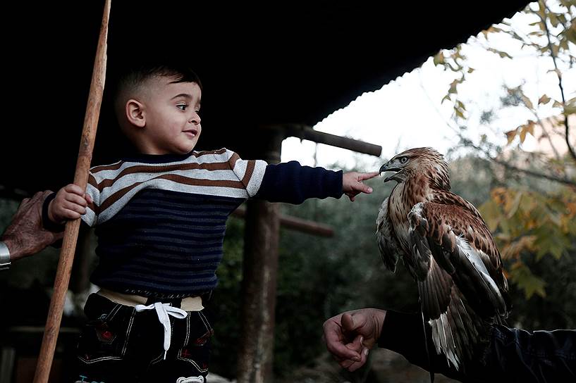 Тубас, Палестина. Мальчик играет с соколом