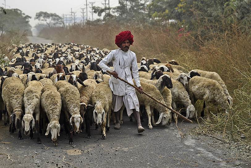 Окраина Нью-Дели, Индия. Пастух со стадом овец