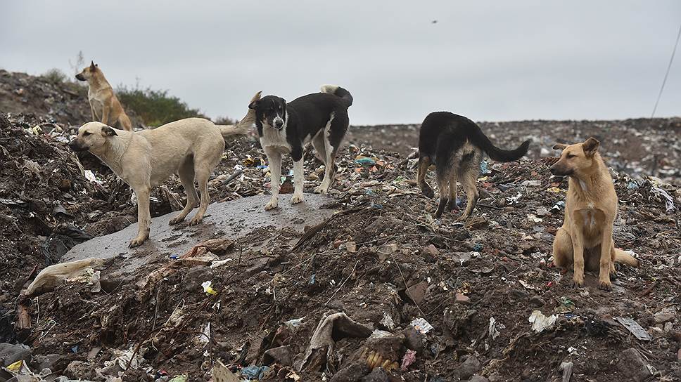 Зачем депутаты Госдумы провели выездное заседание на мусорном полигоне
