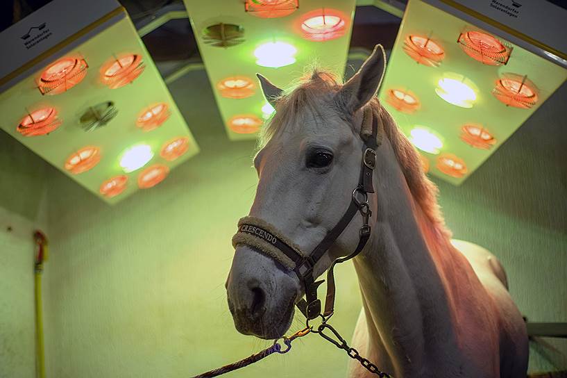 Лошадь под лампами для дезинфекции