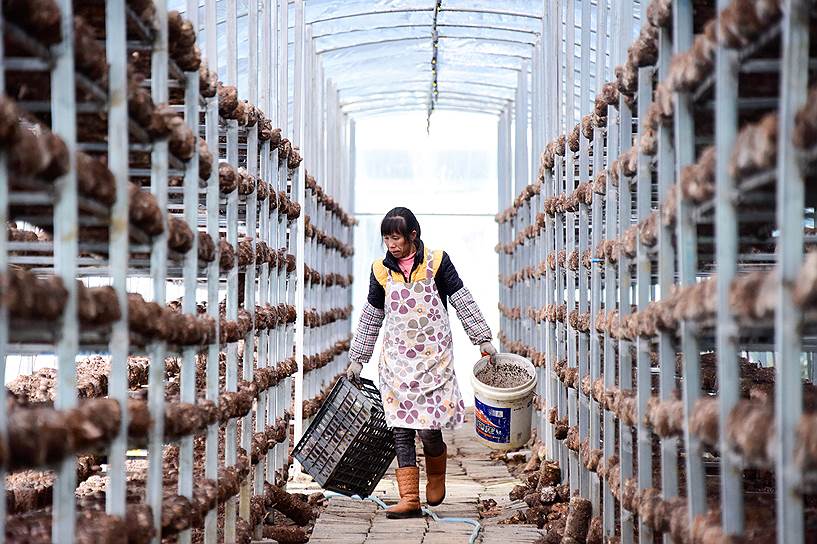 Провинция Гуйчжоу, Китай. Работница теплицы собирает выращенные грибы 
